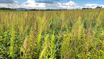 Field of hemp