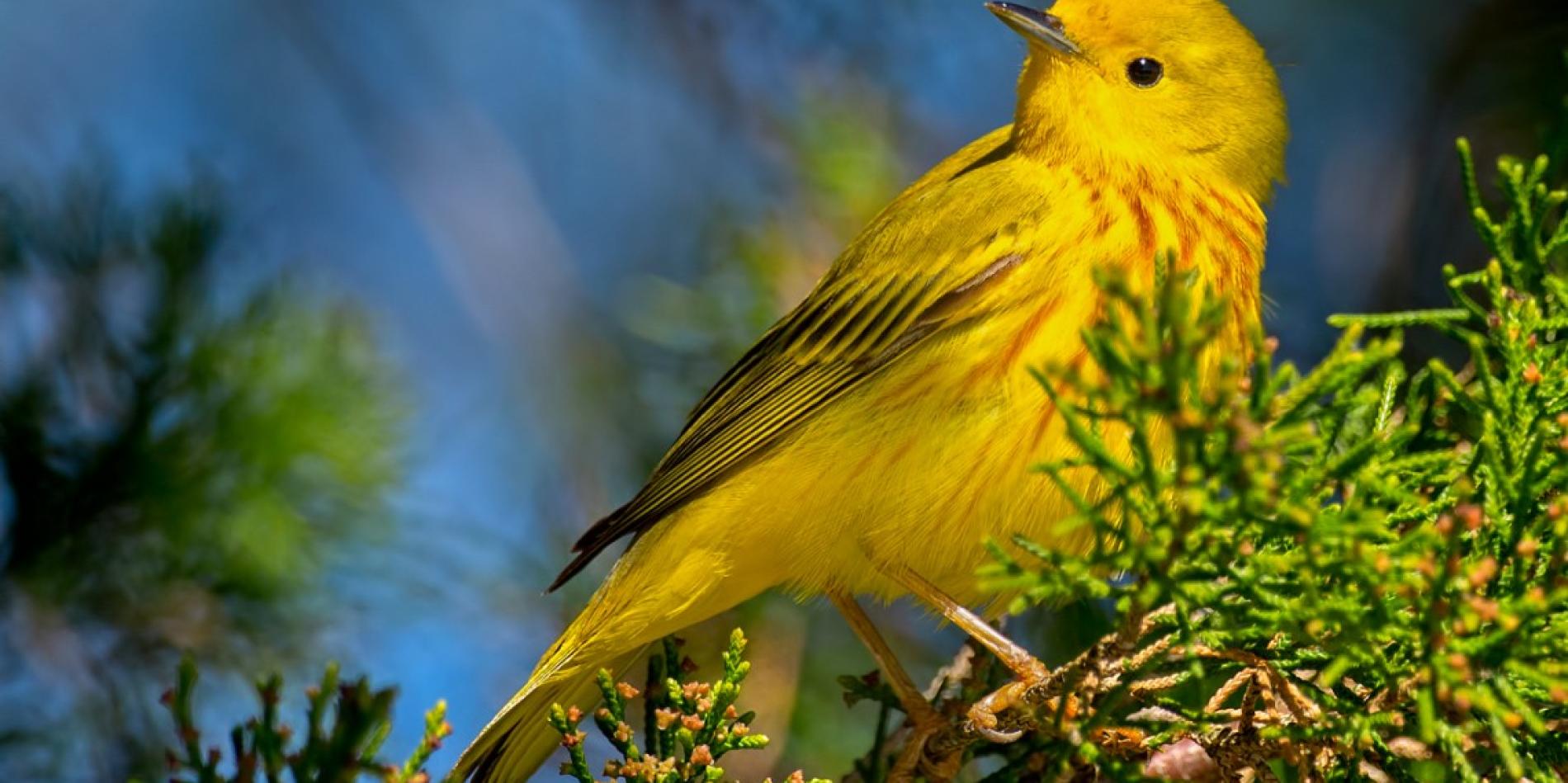 AI analyzes bird sightings to help conserve species