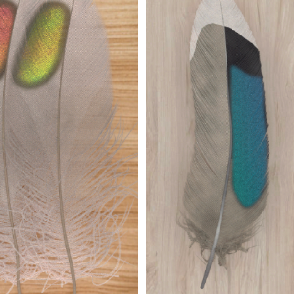 up close image of colored feathers